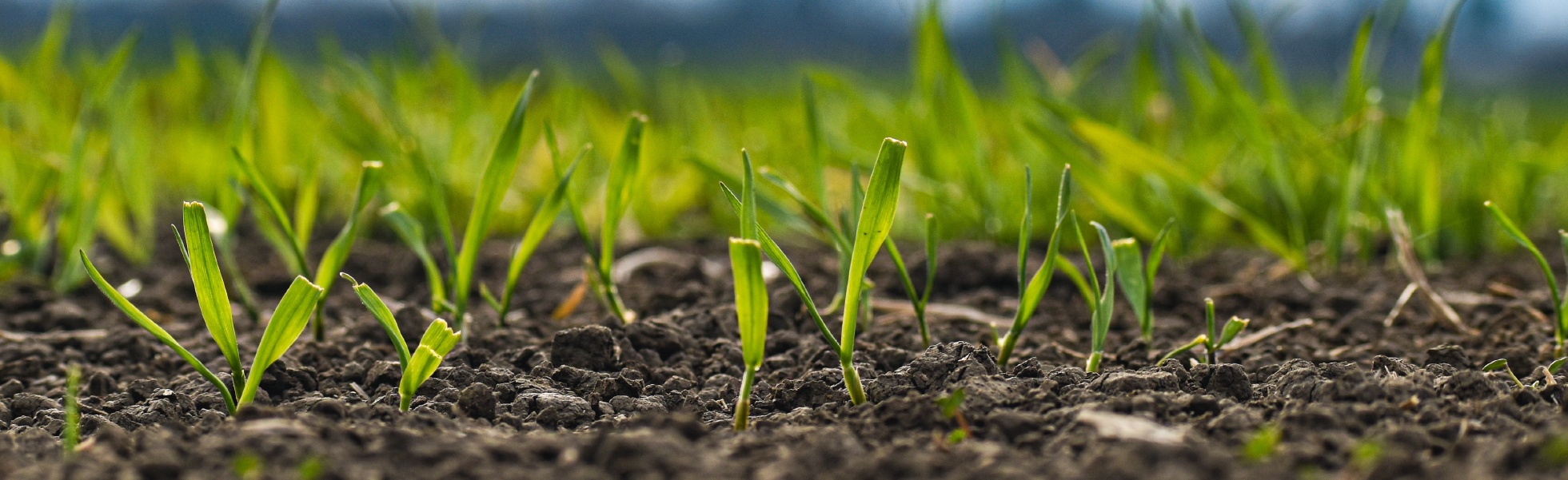 Immagine di due piantine su terreno agricolo